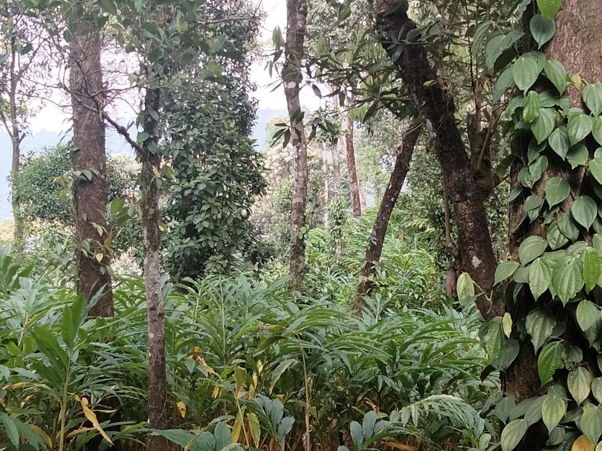 Pīrmed Spice Green Residency מראה חיצוני תמונה